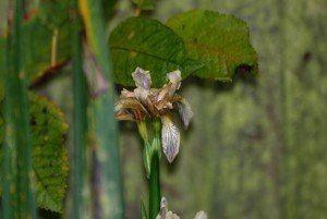 Stinking Iris Flowering in November