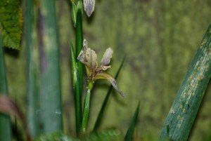 Stinking Iris Paleness