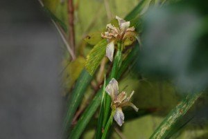 Stinking Iris Double head