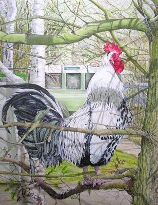 LIMITED EDITION FINE ART PRINT 1516 An Old Cock in a Tree at Woodbridge
