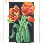 1512 Tulipa Bridgit Parrot. Red and Yellow Frilly Tulips