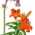 An Orange Lily adorned this letter (0809)