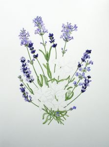 1607 Progress - Lavender all completed.