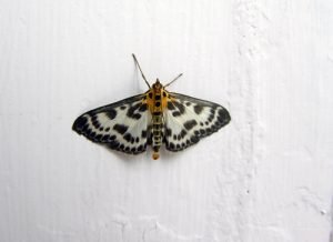 Beautiful Moth on the window side wall