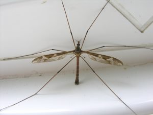 Big Fly on the Window Ledge