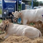 Nice Bulls