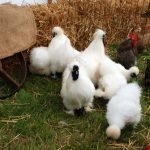 Fluffy chickens
