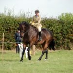 A bit of dressage