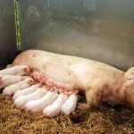 Contented mummy pig and happy piglets