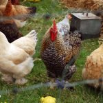 More lovely chickens