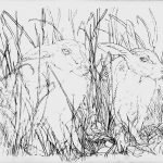 1509 "Paws for Thought". Original pencil sketch