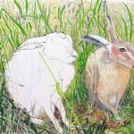 1509 A bit more progress: one-eyed hare and undercoat