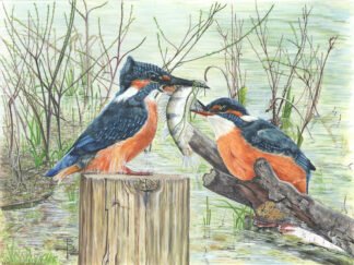 LIMITED EDITION FINE ART PRINT 1507 “For me? Wow!” (Kingfishers)