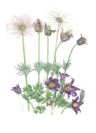LIMITED EDITION FINE ART PRINT 1802 Pulsatilla vulgaris (Pasque flower)
