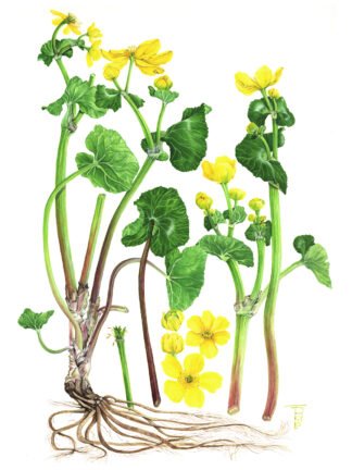 1404 Marsh Marigold (Caltha palustris) Original Water Colour (16" x 12")