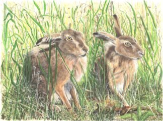 LIMITED EDITION FINE ART PRINT 1509 A Delicate “Paws” (British Hares)