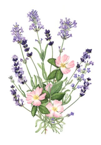 LIMITED EDITION  1607 Hidcote, Munstead and Rosa canina (Lavender & Wild Rose)