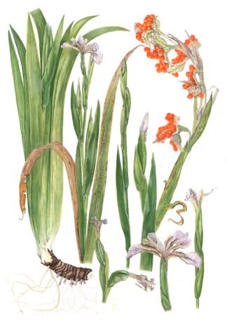 1704 The Scarlet Berry Iris (Stinking Iris, Iris foetidissima) Original Water colour (20" x 14") SOLD