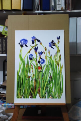 1001 "Flag Iris and Friends" Print 10/10
