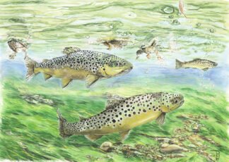 LIMITED EDITION FINE ART PRINT 1903 Ranunculus and Brown Trout