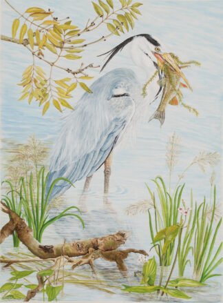 1806 "Fantastic Catch" (Grey Heron and Chub) Print 1/50