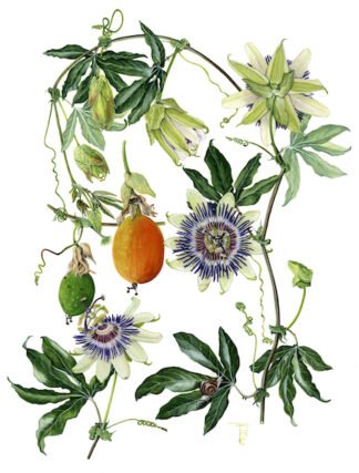 LIMITED EDITION FINE ART PRINT 1003 Passion Flower Bits (Passiflora caerulea)