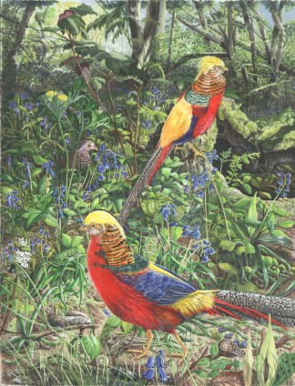 LIMITED EDITION FINE ART PRINT 1515 Golden Pheasants and Bluebells