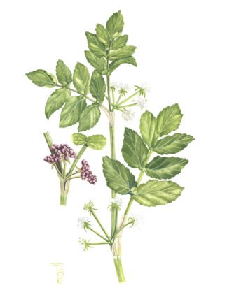 2009 Fool’s Water cress (Apium nodiflorum) Original water colour (12" x 9")