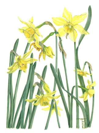 2003 Nonesuch Daffodil (Narcissus incomparabilis) Original water colour (12" x 9")