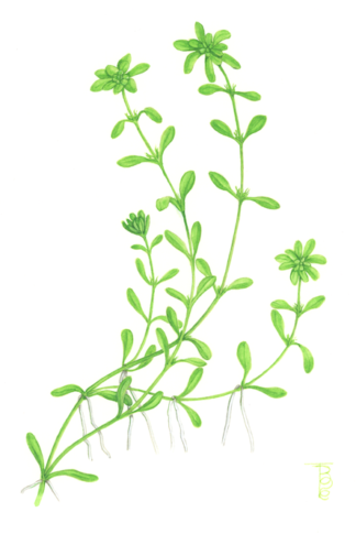 2006 Vernal Water-starwort (Callitriche palustris) Original water colour (12" x 9")
