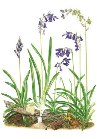 LIMITED EDITION FINE ART PRINT 1703 Fairy Flower and Brimstone