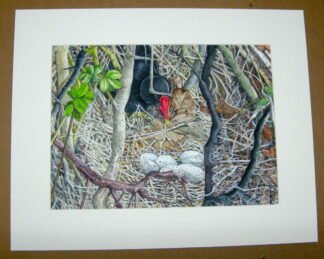1902 "Incubation calls" (Moorhen, nest and eggs) Mounted Print 1/50