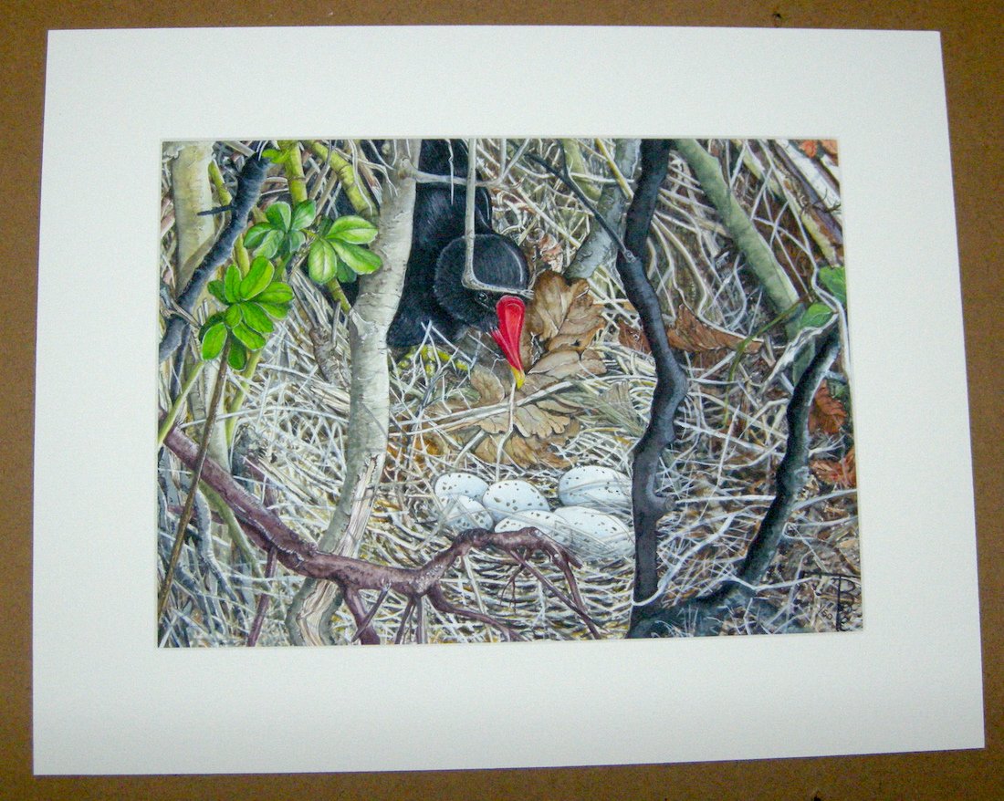 1902 "Incubation calls" (Moorhen, nest and eggs) Mounted Print 1/50