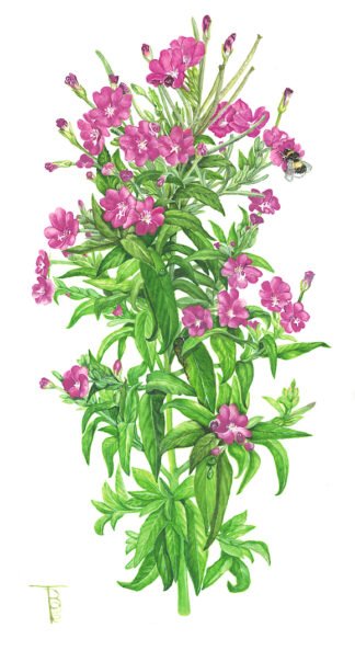 2007 Great Hairy Willowherb (Epilobium hirsutum) Original water colour (12" x 9")