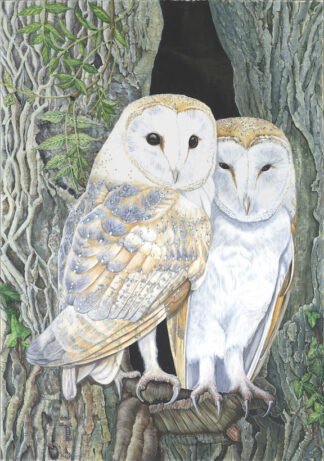 1514 “Sun’s up; time for bed!” (Barn Owls) Original Water colour (14" x 20")