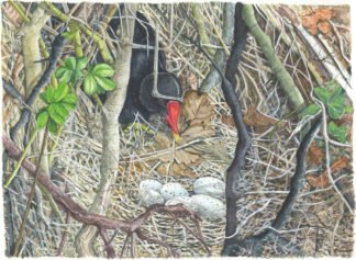1902 "Incubation Calls" (Moorhen and eggs) Water Colour (9" x 12")