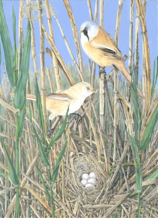 2012 The Mighty Reed with Fragility (Bearded tits) Original water colour (14" x 10")