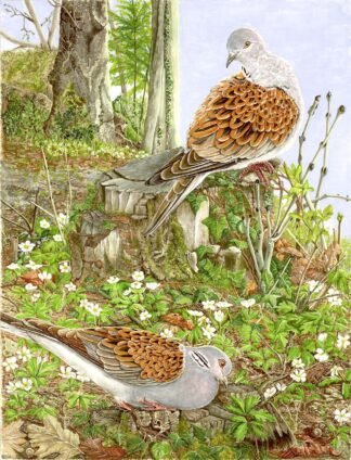 2017 “I Bow to my Queen” (Turtle Doves) Original water colour (12" x 16")