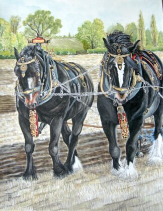 LIMITED EDITION FINE ART PRINT 1517 The Shires (Black heavy horses)