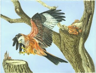 2102 Red Kite and Life in a Dead Tree Original Water colour (12" x 16")