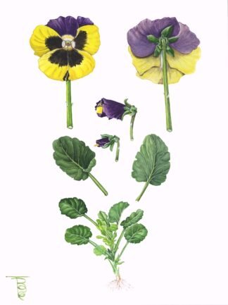 2203 Viola: Pansy Delta yellow with Purple Wings Water Colour (9" x 12")