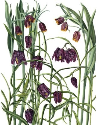 NETTIE'S NATURE PUZZLES: Fritillaries and Dewdrops 1000 piece