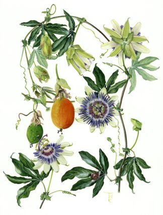 NETTIE'S NATURE PUZZLES: Passion Flower Bits 1000 piece