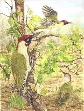 NETTIE'S NATURE PUZZLES: "One O'Clock High" (Green Woodpeckers) 1000 piece £15