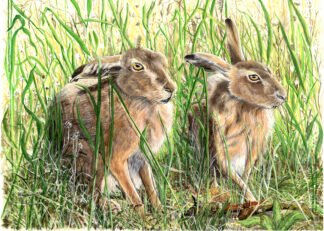 NETTIE'S NATURE PUZZLES: A Delicate "Paws" (Hares) 1000 piece £15