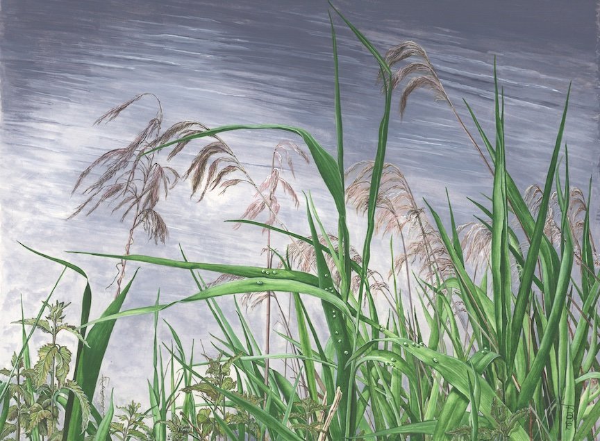 NETTIE'S NATURE PUZZLES: "Regeneration—The Mighty Reed" 500 piece £12