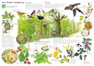 NETTIE'S NATURE PUZZLES: "The Hidden Hedgerow" 1000 piece