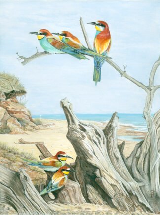 NETTIE'S NATURE PUZZLES: "Norfolk Visitors 2023" Bee Eaters near Trimingham