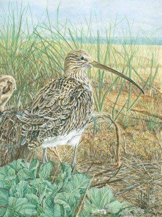 NETTIE'S NATURE PUZZLES: "Curlew and Sea Kale"