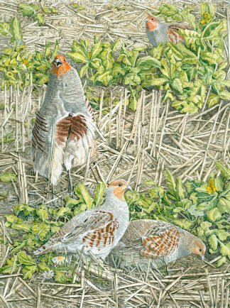 NETTIE'S NATURE PUZZLES: "Covey in the Corn Stalks" British Grey Partridge